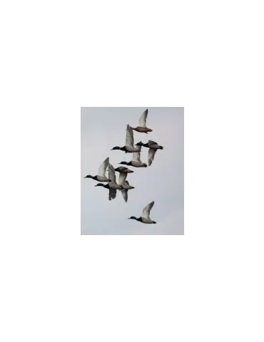 APPEAU PRIMOS CANNE COLVERT EASY MALLARD 2