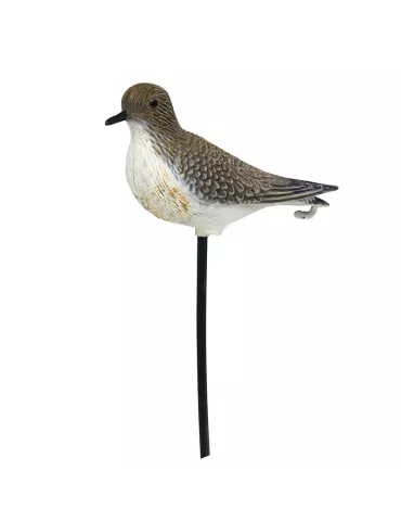 BLETTES LIMICOLES PLUVIER HD STEPLAND