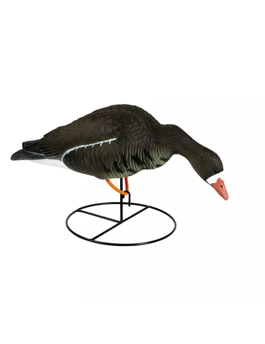 BLETTES OIE RIEUSE SUR PIED TETE PENCHEE HD STEPLAND