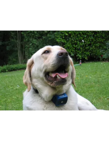 COLLIER ANTI-ABOIEMENT CANICALM NUM'AXES 2