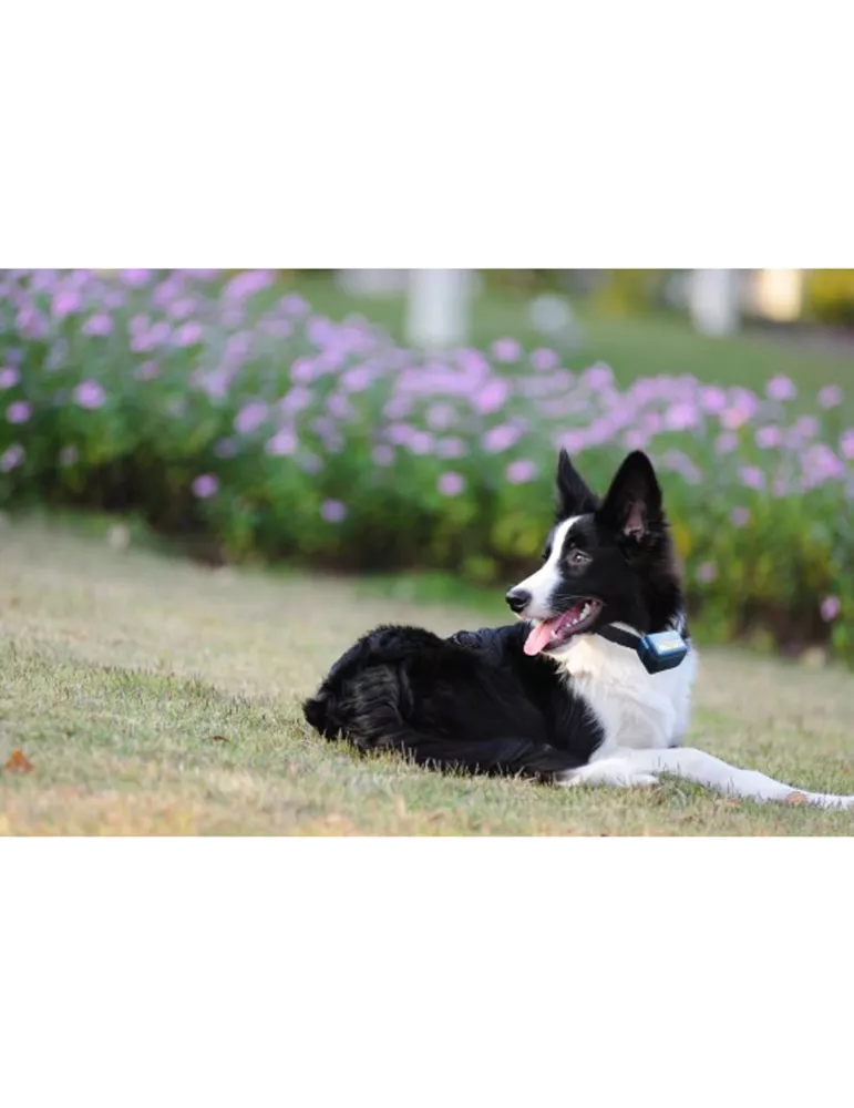 COLLIER ANTI-ABOIEMENT CANICALM NUM'AXES