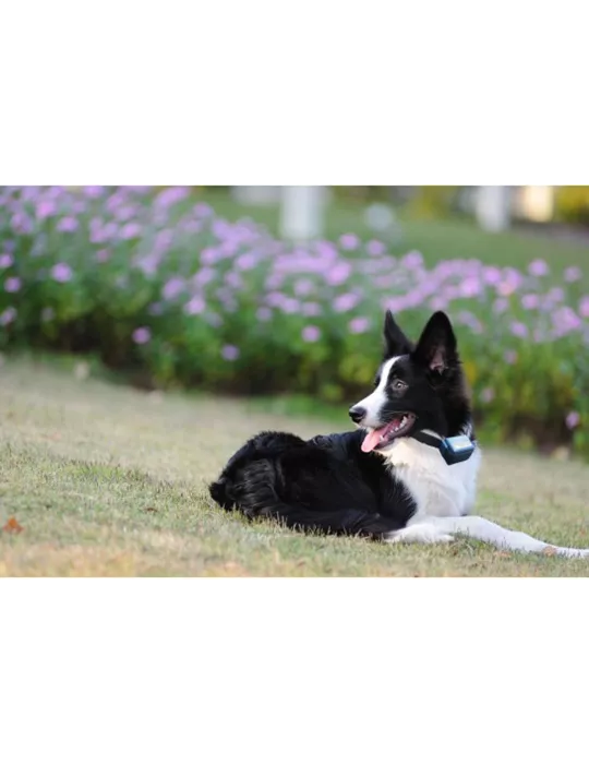 COLLIER ANTI-ABOIEMENT CANICALM NUM'AXES