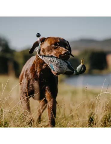 APPROTABLE COLVERT 2