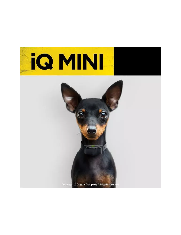 COLLIER DE DRESSAGE IQ MINI DOGTRA POUR CHIEN DE PETITE TAILLE