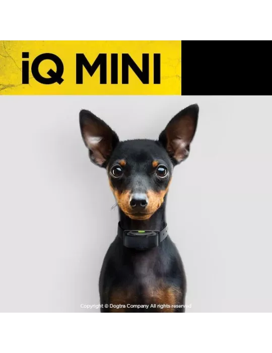 COLLIER DE DRESSAGE IQ MINI DOGTRA POUR CHIEN DE PETITE TAILLE