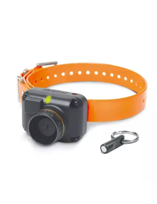 Collier beeper Dogtra STB BEEP-H